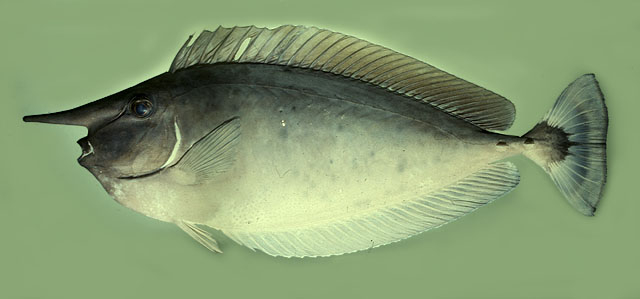  Naso brevirostris (Spotted Unicornfish)